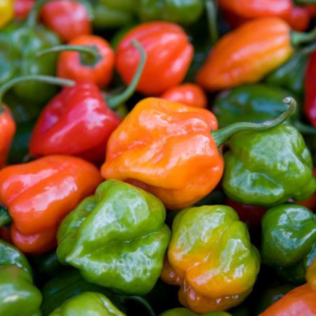 Red and yellow Habanero