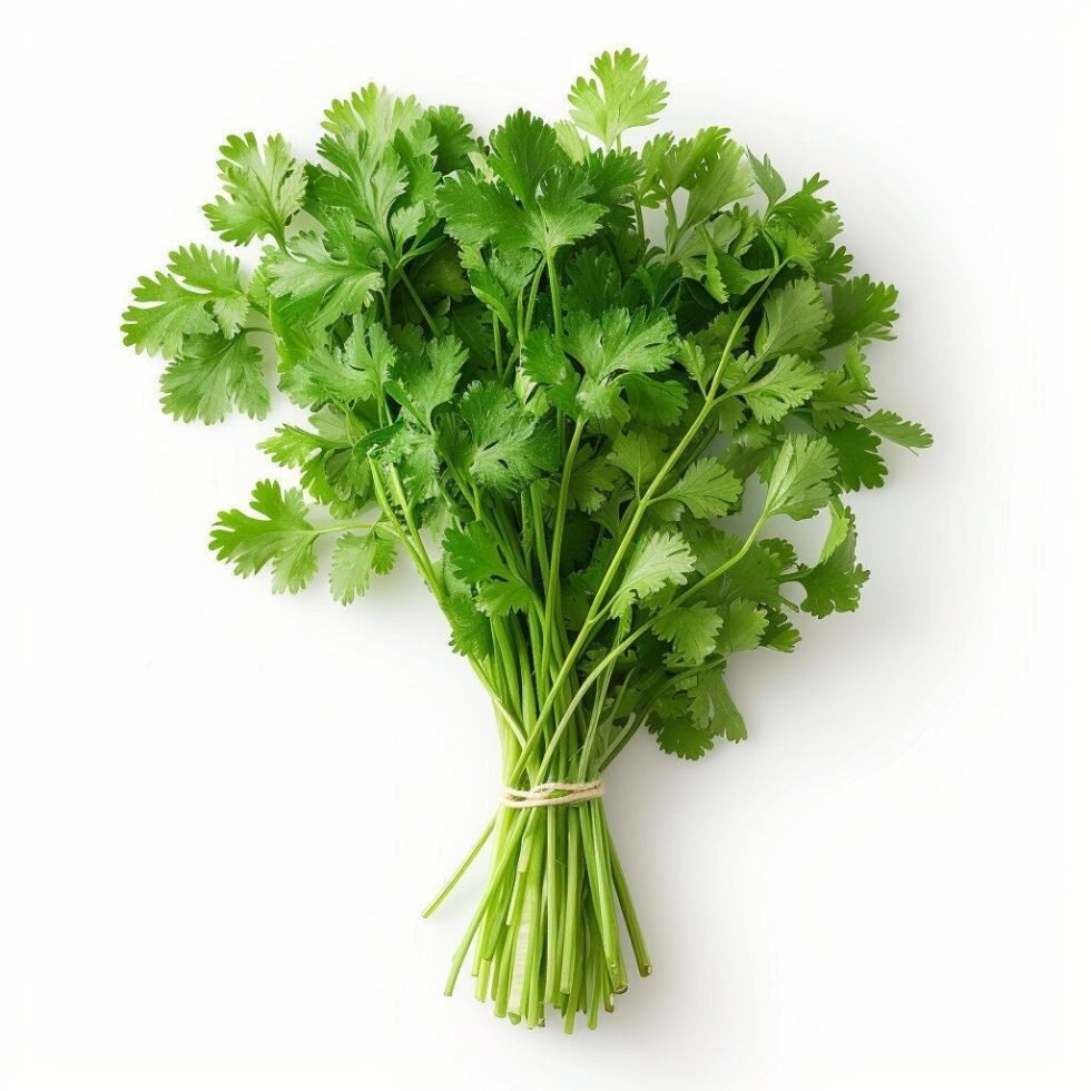 Coriander